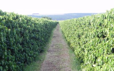 Produto contribui para o aumento da eficiência dos fertilizantes nos cafezais