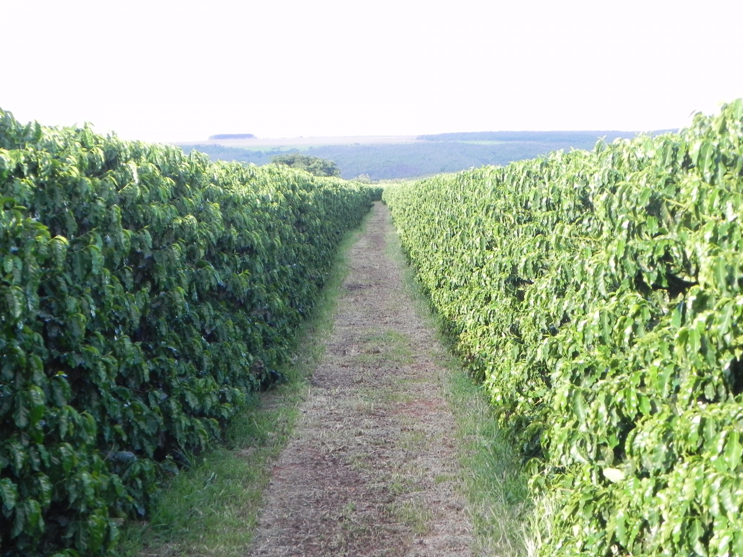 Produto contribui para o aumento da eficiência dos fertilizantes nos cafezais