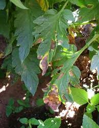 Pinta-preta – Perigo ronda lavouras de tomate e batata