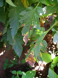 Pinta-preta – Perigo ronda lavouras de tomate e batata