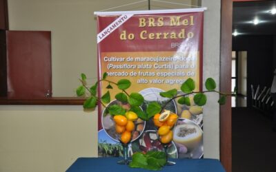 Embrapa lança a primeira cultivar de maracujá-doce