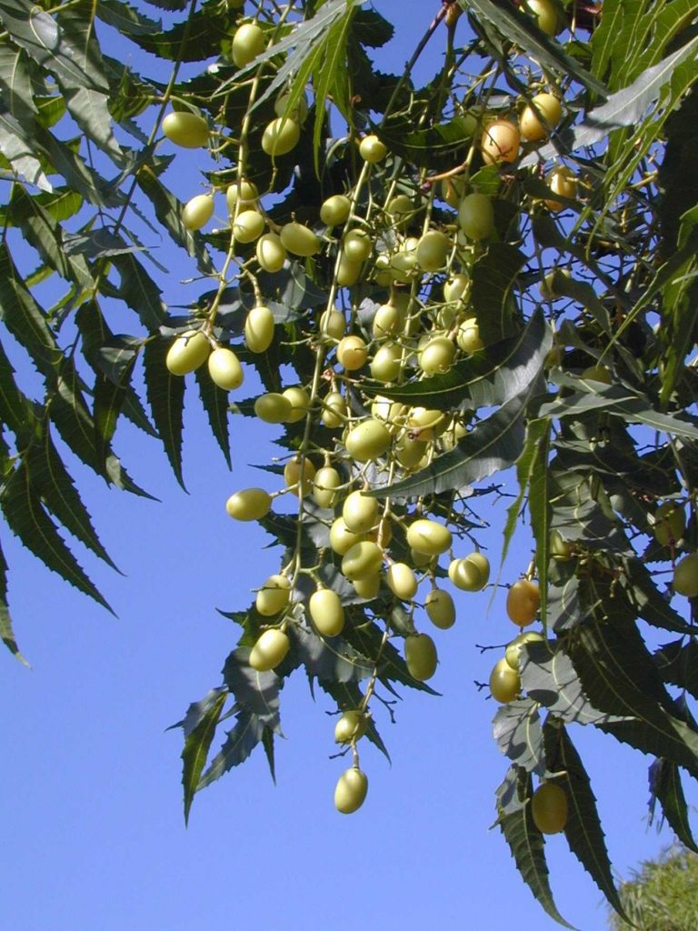 Eficiência do óleo de neem para o controle de pragas