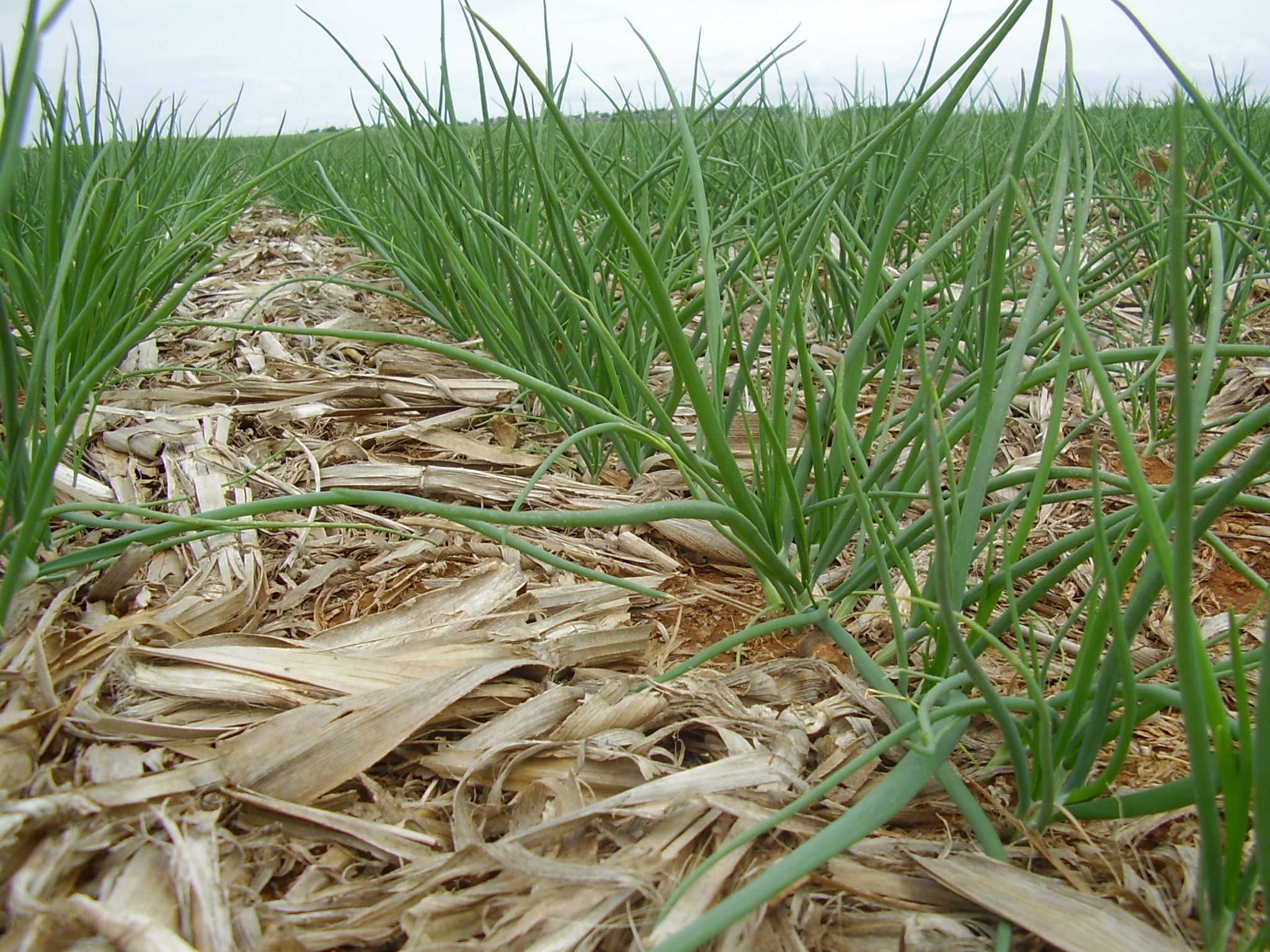 Plantio direto tem potencial para sequestrar carbono na produção de hortaliças