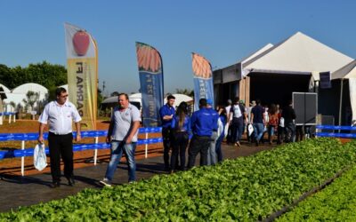 Campo da Agristar atrai quase três mil pessoas durante a Hortitec