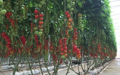 Slab já preenchido com substrato – Mais facilidade para o tomaticultor