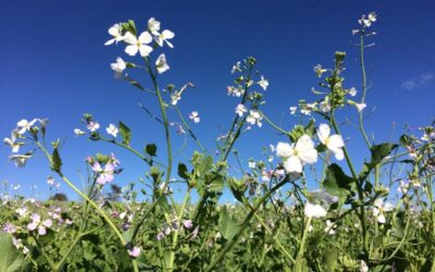 Adubação verde – A natureza a serviço da natureza