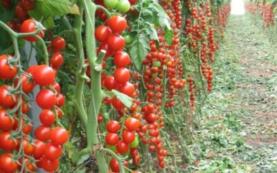 Tomate cereja – Sabor adocicado