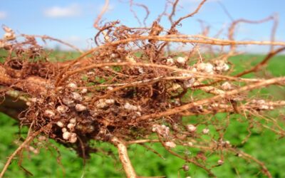 Bactérias fixadoras de nitrogênio fazem sucesso na agricultura brasileira