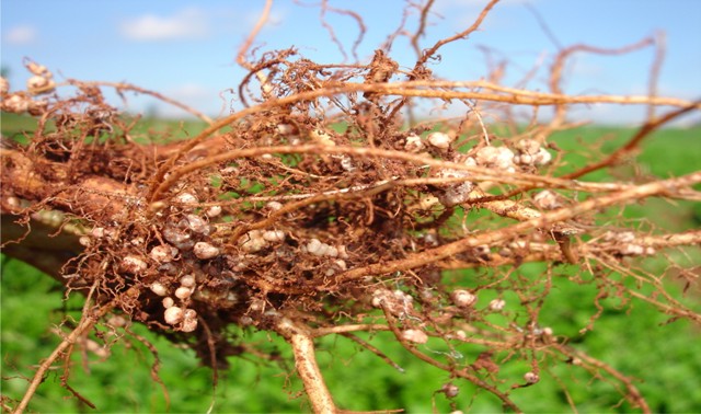 Bactérias fixadoras de nitrogênio fazem sucesso na agricultura brasileira