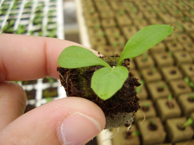 Berçário sobreposto Ã  bancada final de cultivo