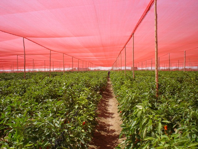 Influência das telas fotosseletivas no cultivo de pimentões