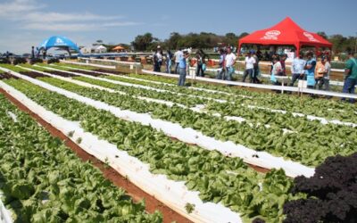 Bejo a Campo agora também é orgânico