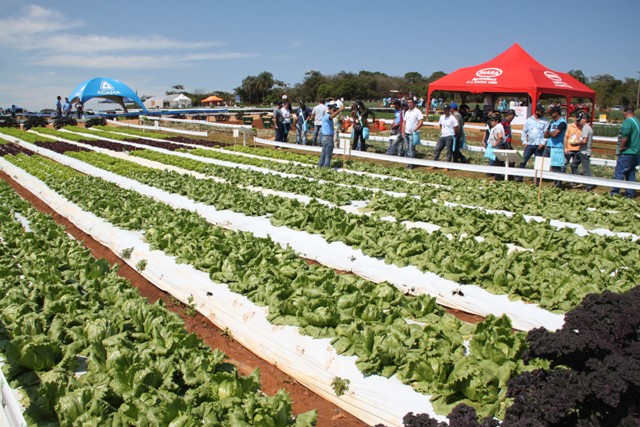 Bejo a Campo agora também é orgânico