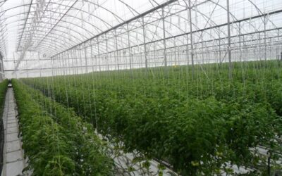 Manejo de tomate em ambiente protegido na região sul