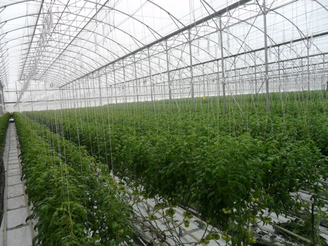 Manejo de tomate em ambiente protegido na região sul