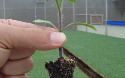 Produção de mudas de tomate – O que há de novo