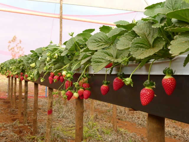 Calhas trazem benefícios Ã  produção de morangos