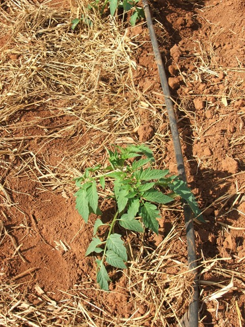 As vantagens da irrigação por gotejamento