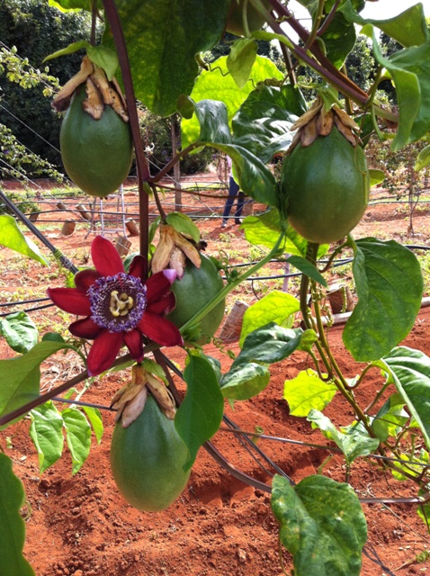 Embrapa lança a primeira cultivar de maracujá-doce