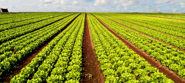 Fertilizante com ação bioestimulante é nova estratégia em HF