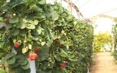 Agricultura vertical deve atingir US$ 6 bilhões