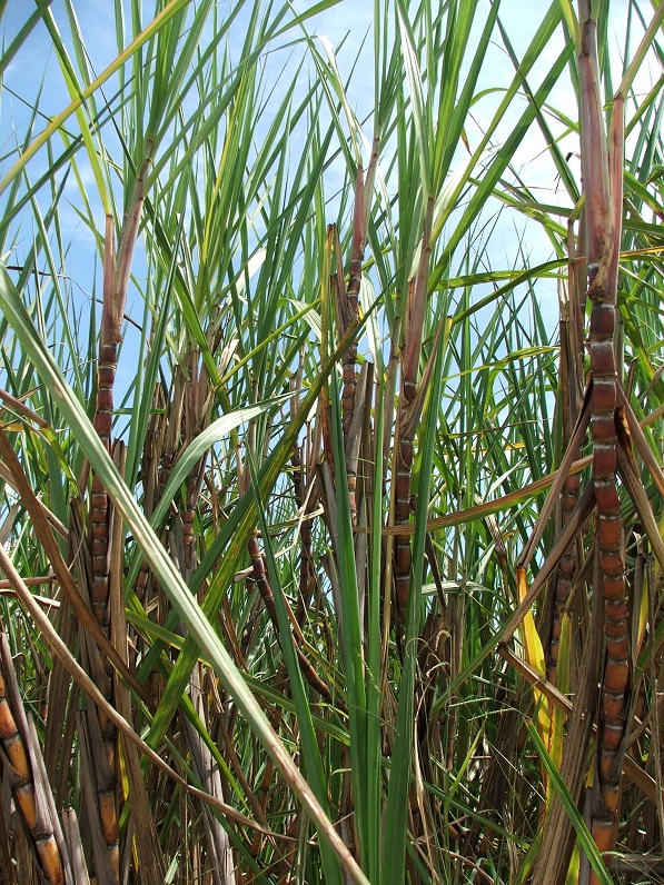 Plástico Verde da Braskem é apresentado em linha de tubos da Irritec na Feira Internacional da Irrigação 2018