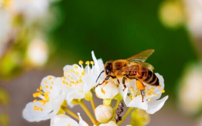 Setor de floricultura crescerá cinco vezes mais do que o PIB brasileiro em 2018