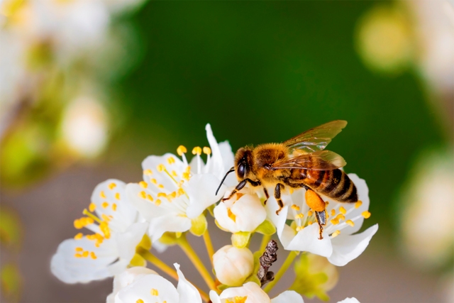 Setor de floricultura crescerá cinco vezes mais do que o PIB brasileiro em 2018