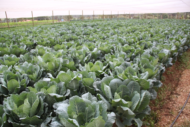 O indicador de uma boa muda de couve são plantas uniformes e bem desenvolvidas - Crédito Luize Hess