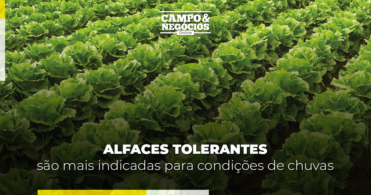 Alfaces tolerantes são mais indicadas para condições de chuvas