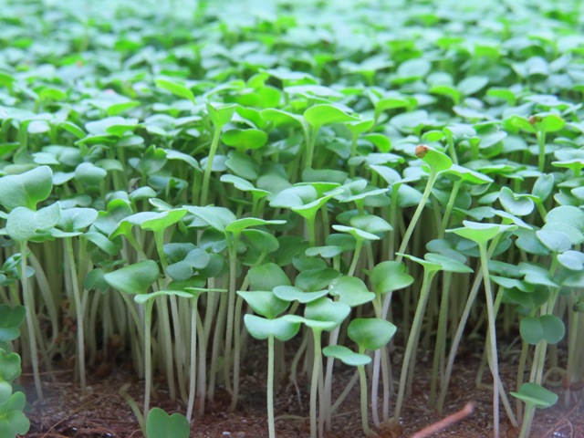 Microverde é a fase da planta após a germinação e antes das folhas totalmente desenvolvidas - Crédito Tom Oberlin