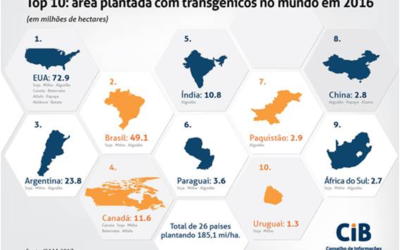 Brasil apresenta maior crescimento global na adoção de transgênicos