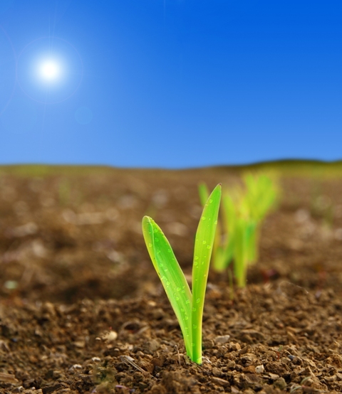 Os fertilizantes de liberação controlada incluem ureia revestida com encapsulados de enxofre ou com polímeros - Créditos Shutterstock