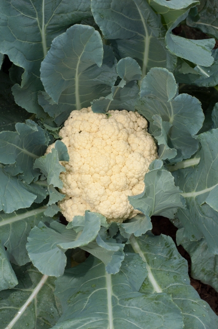 A couve-flor exige frio para passar da etapa vegetativa para a reprodutiva - Crédito Shutterstock