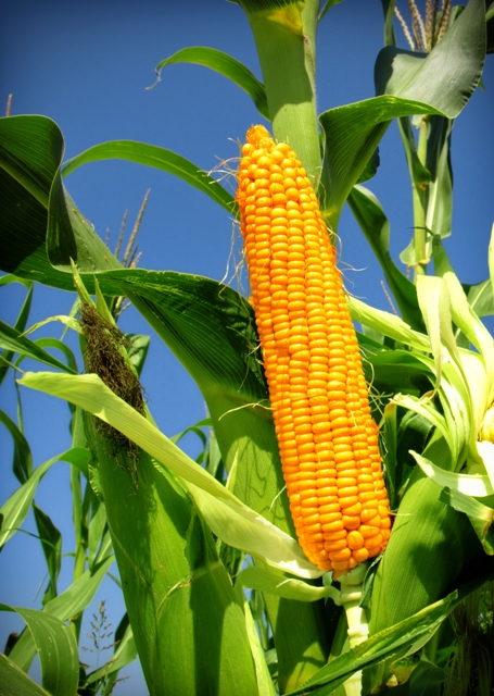 A prática de inoculação na cultura do milho vem sendo adotada de maneira crescente no Brasil - Crédito Shutterstock