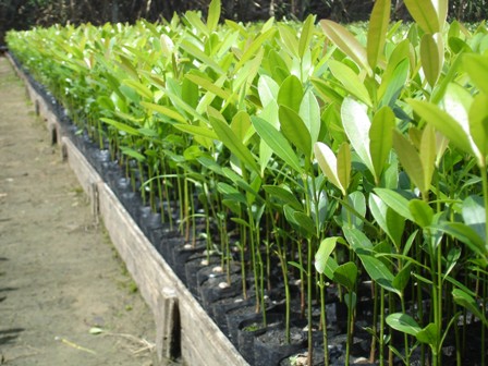 A retirada das plântulas deverá ser feita com cuidado, para transferir para o campo - Crédito Tropical Flora