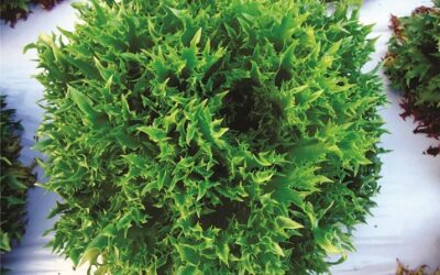 Novidade – Alface frisée conquista mercado