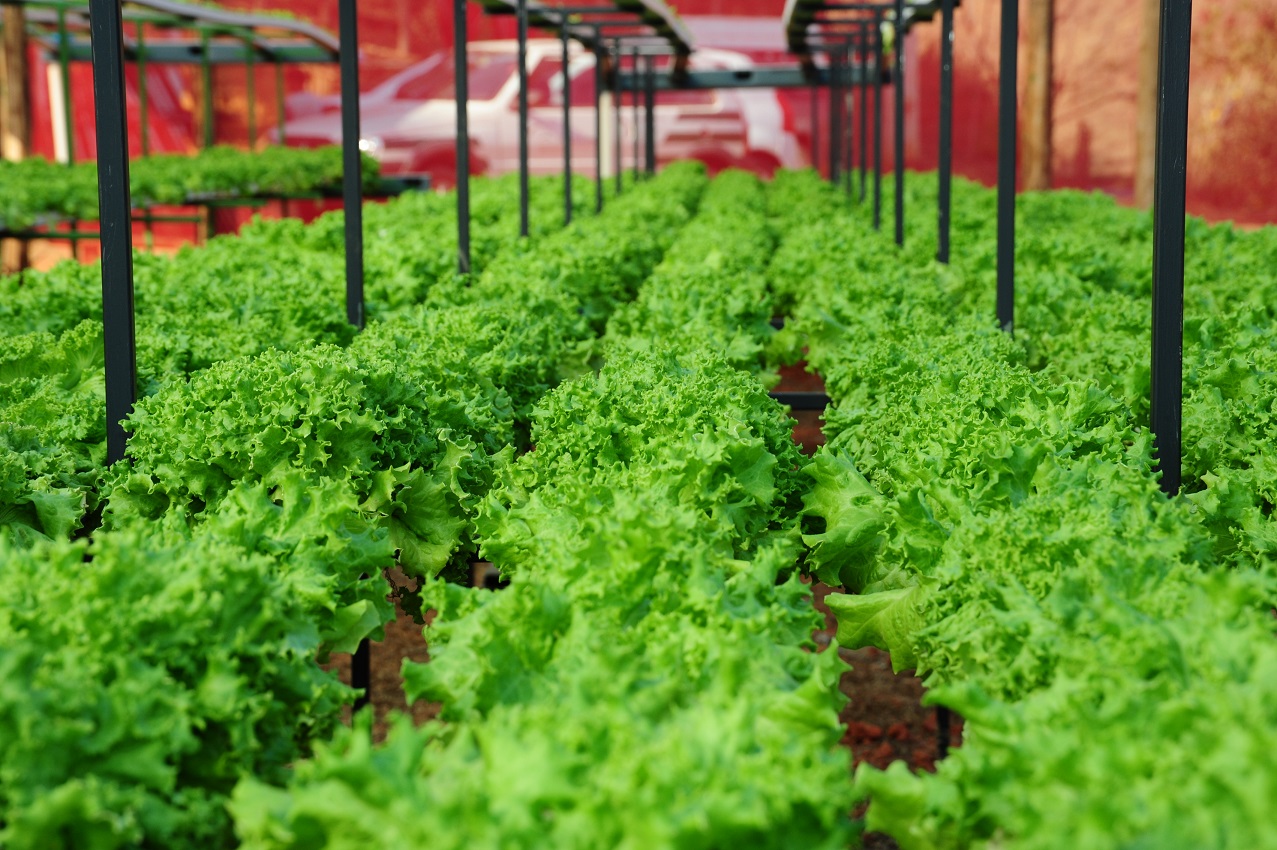 Jovem agricultor investe com sucesso na produção de alface hidropônico no Vale do Rio Doce