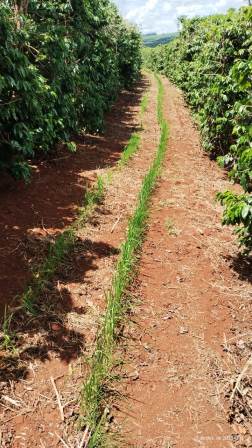 Consórcio de café e arroz é testado no Sul de Minas