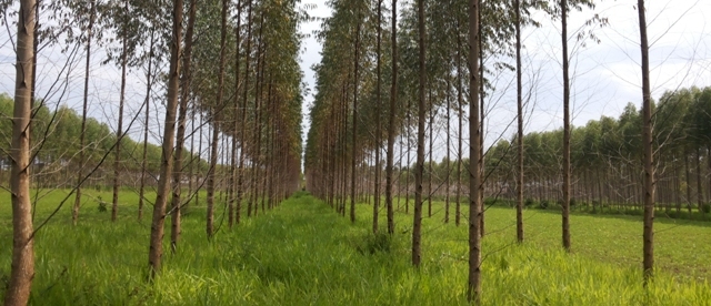 Potencial das florestas plantadas
