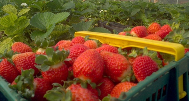 Produtores mineiros investem em sistema alternativo de morango