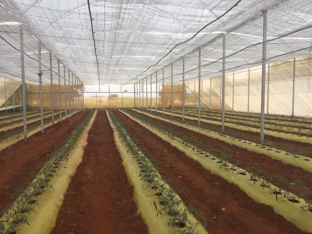 Produção de tomate em estufa com ALUMINET instalado internamente.