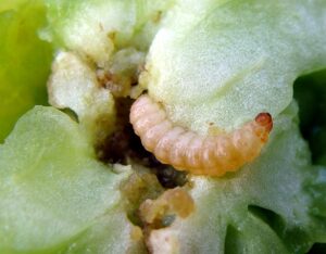 Bacillus thuringiensis no controle da broca do tomate - Créditos Luiz Bambini