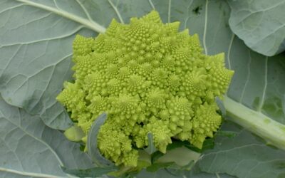 Romanesco é exótico e lucrativo