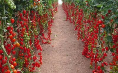 Cultivo de tomate cereja orgânico