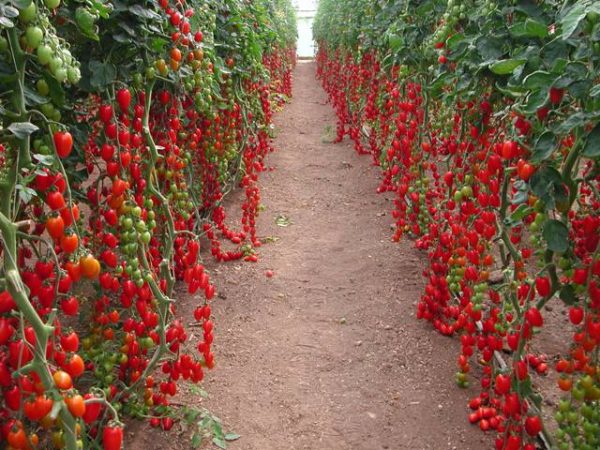 Cultivo de tomate cereja orgânico