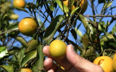 Greening atinge 18% dos pés de laranja