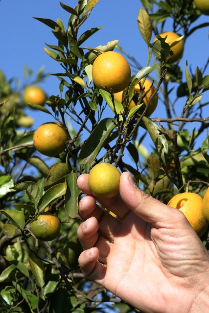 Greening atinge 18% dos pés de laranja