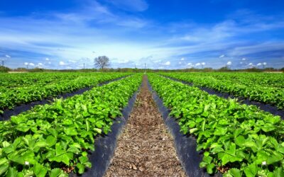 Mulching em conjunto com outras práticas reduz botrytis em morango