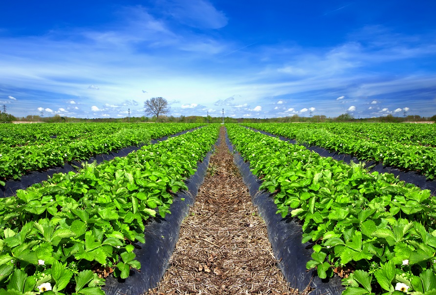 Mulching em conjunto com outras práticas reduz botrytis em morango